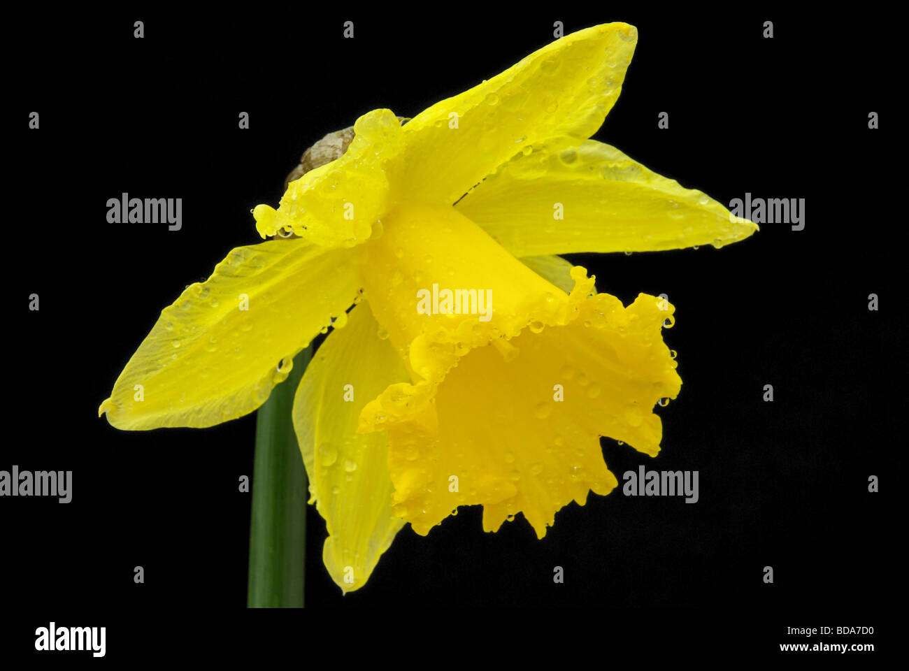 Osterglocke auf schwarz daffodil on black 02 Stock Photo