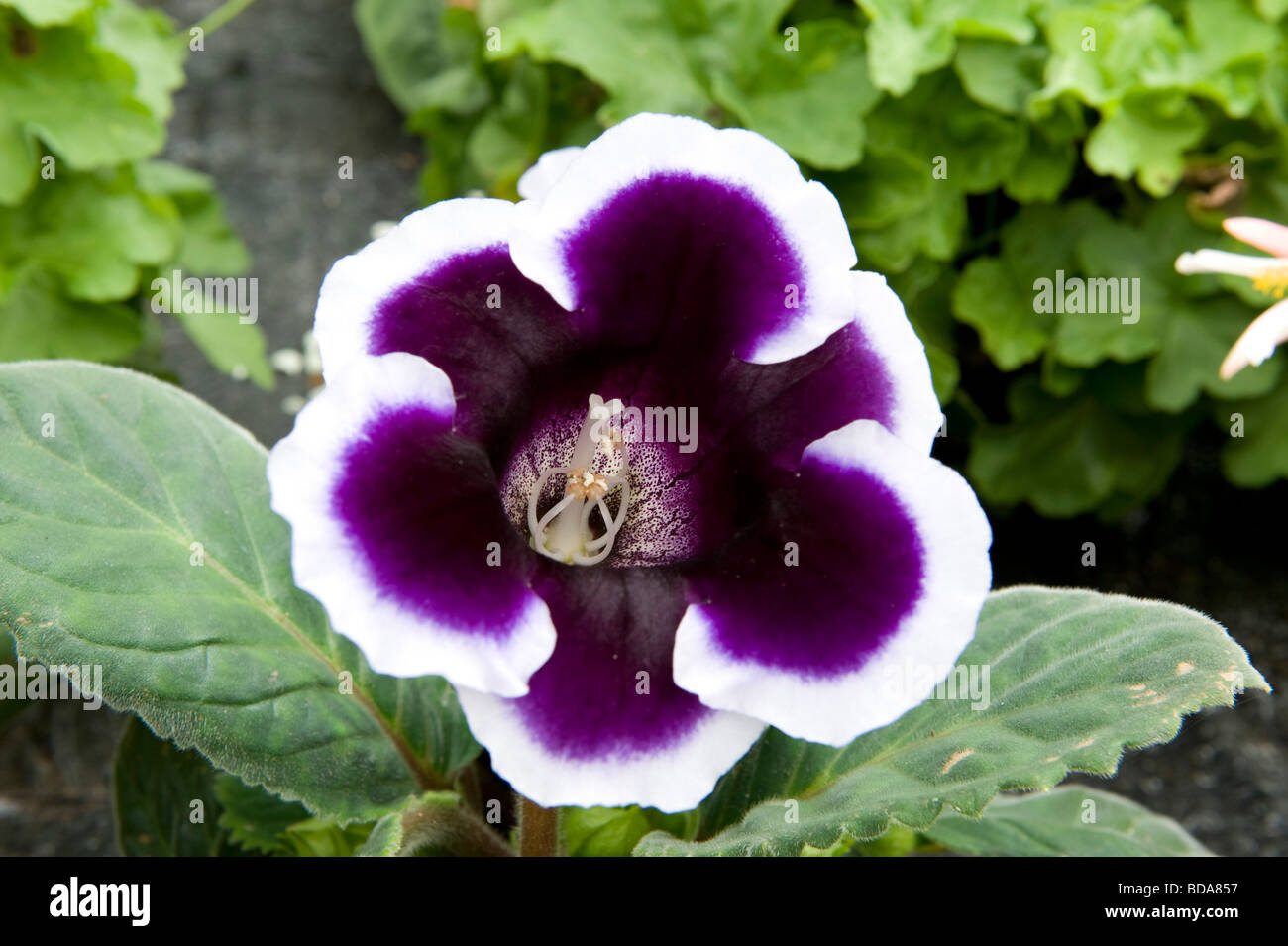 Gloxinia sinningia. Striking single bell shaped flower Stock Photo - Alamy