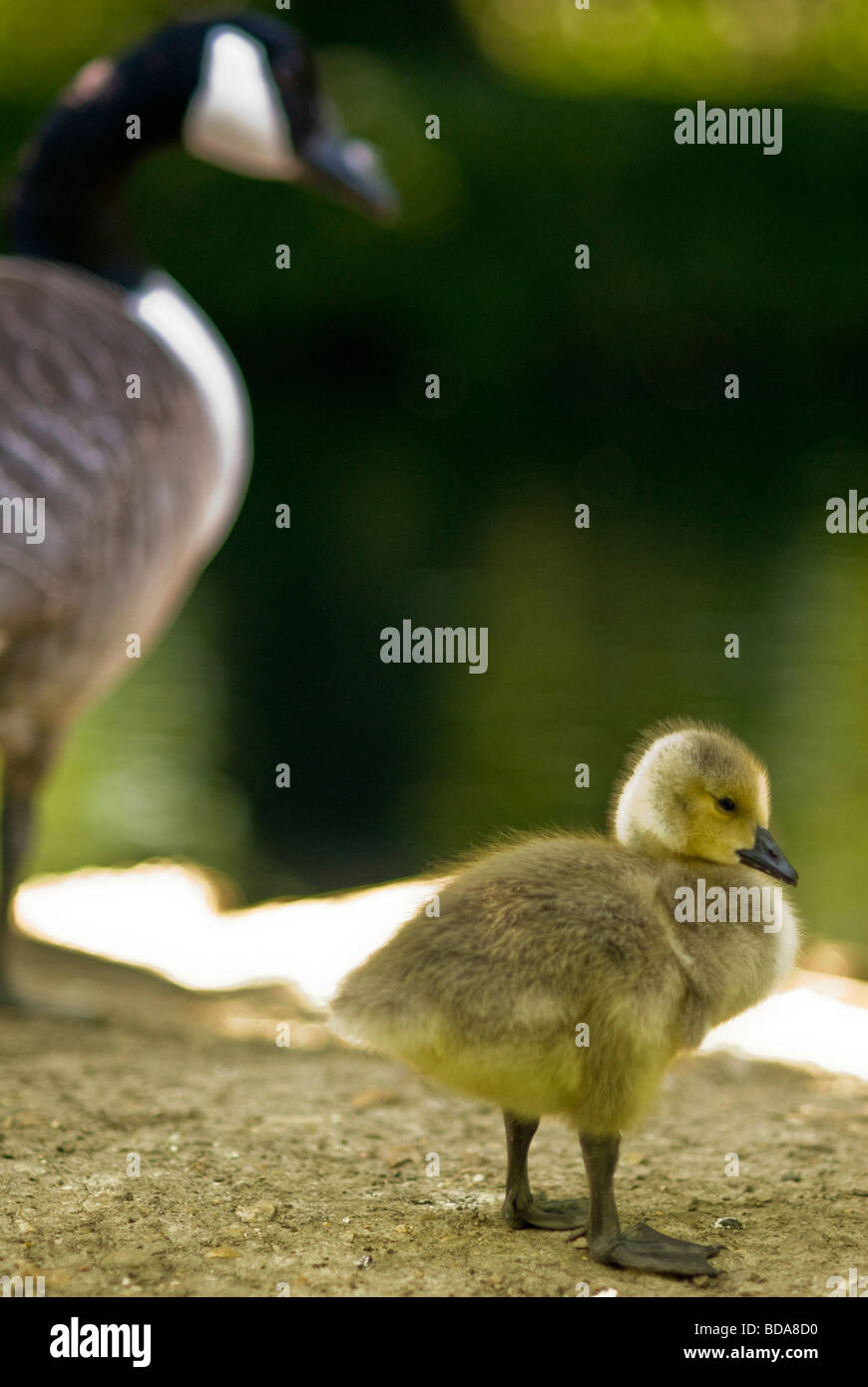 Gosling canada goose hi-res stock photography and images - Alamy