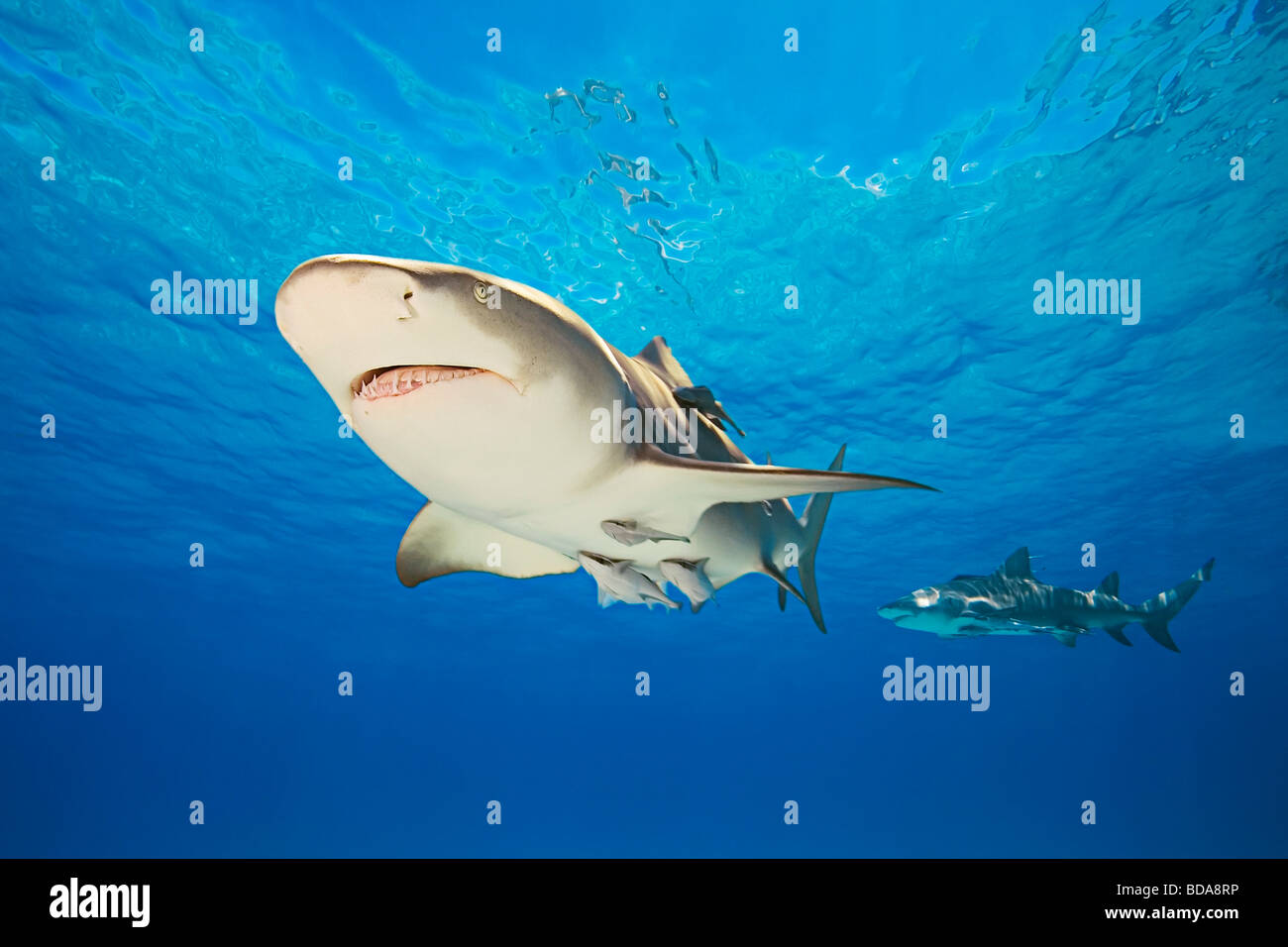 Remora Commensalism High Resolution Stock Photography And Images Alamy