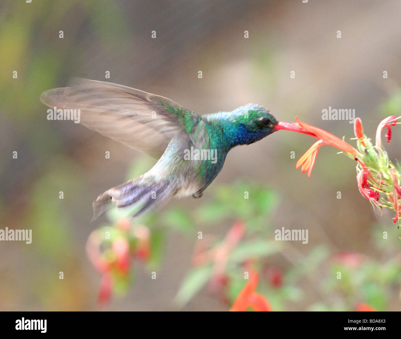 B B Humming Bird Feeding Stock Photo - Alamy