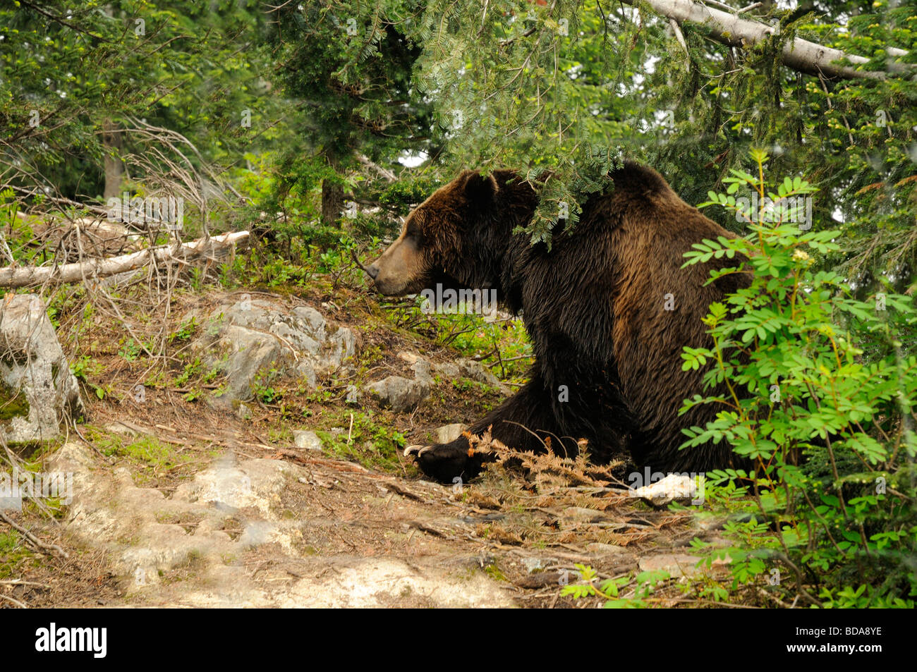 Grizzly Bear on Grouse Mountain in Vancouver Canada Stock Photo Alamy