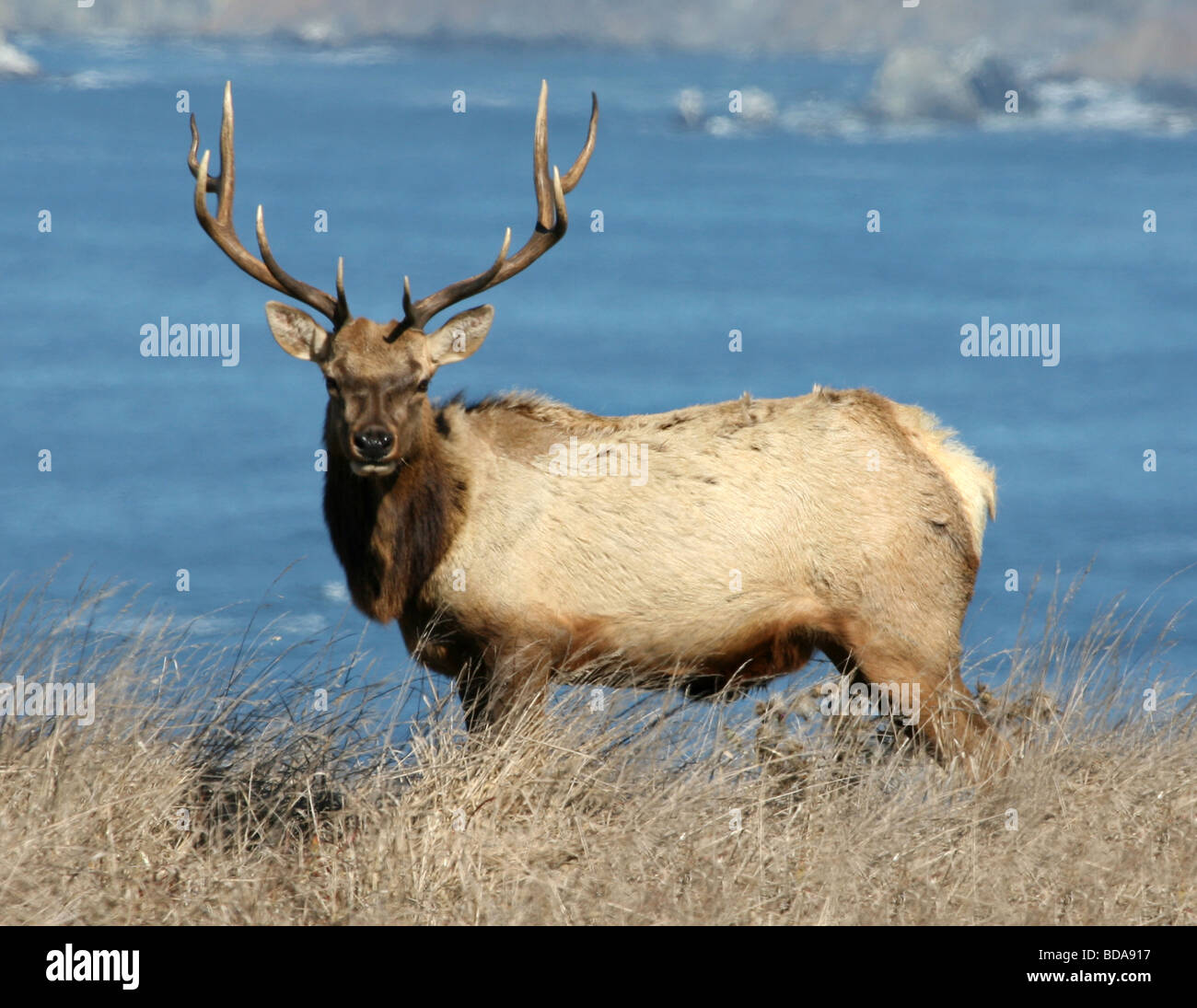 Elk ca hires stock photography and images Alamy