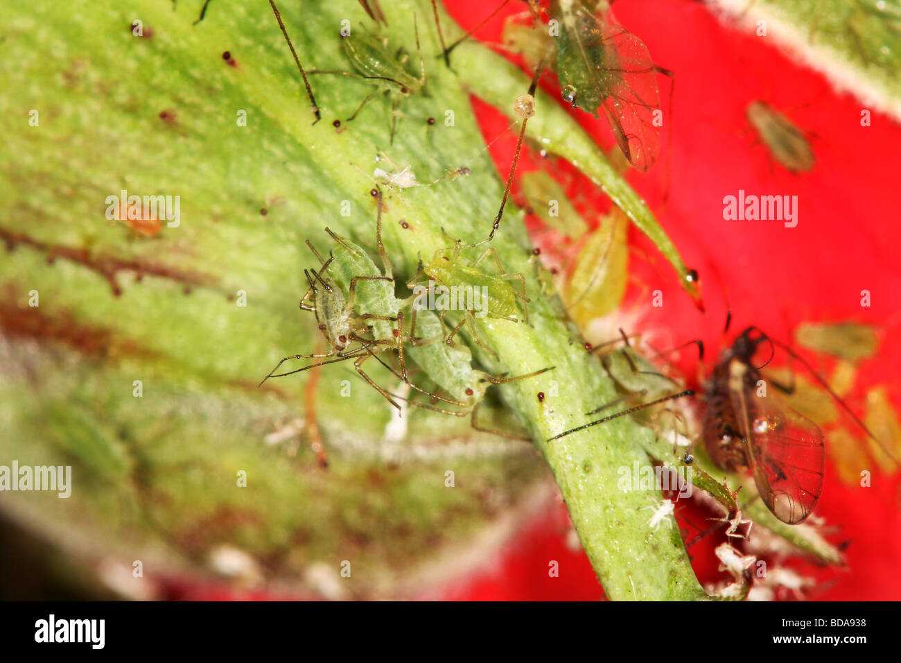Aphids feeding on rose. Stock Photo