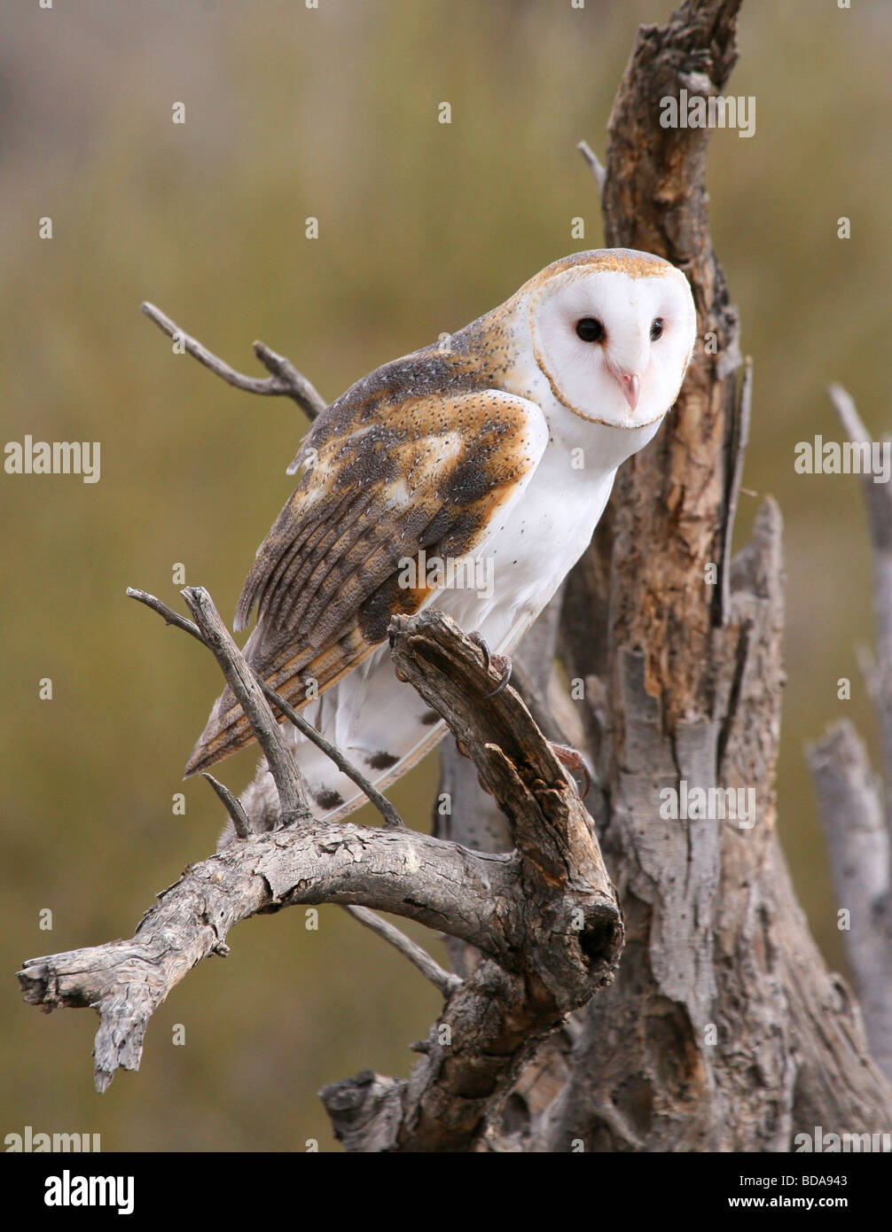 Barn Owl perched on a tree Stock Photo