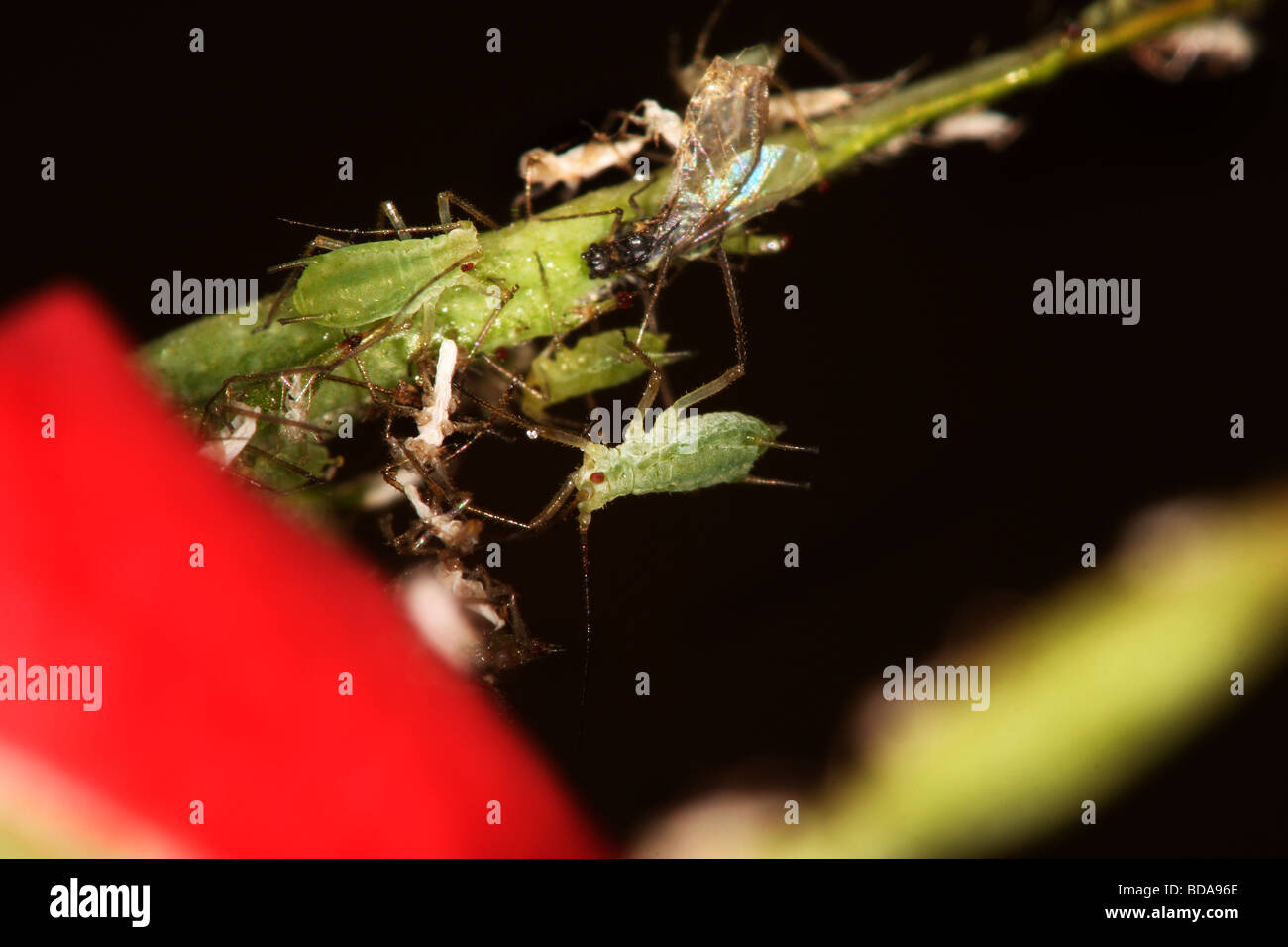 Aphids feeding on rose Stock Photo - Alamy