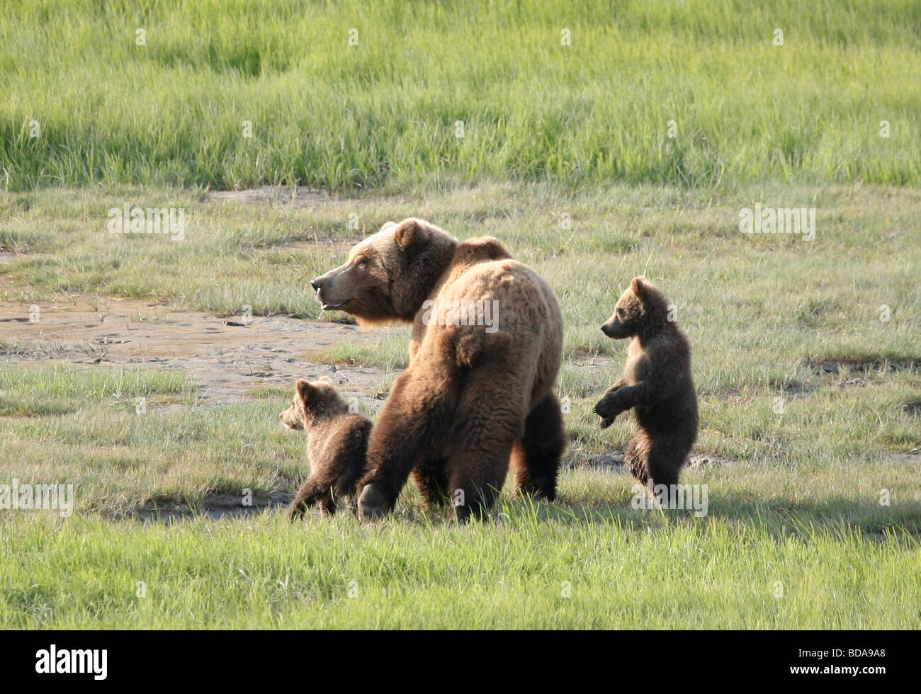 Grizzly bear mother and cubs Stock Photo - Alamy