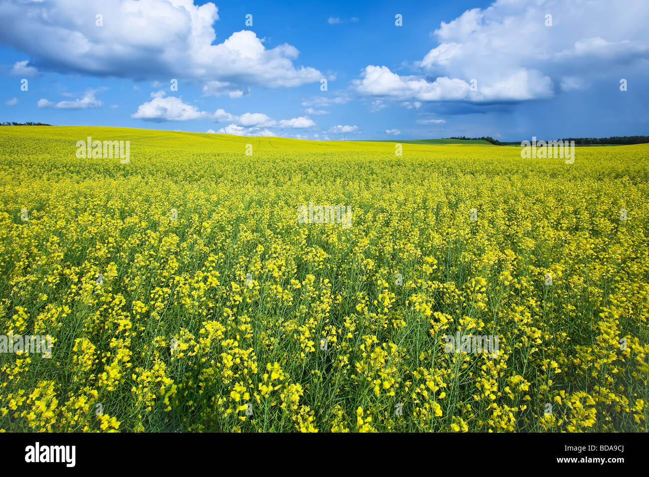 Canola field and cumulus clouds on the Canadian Prairie, Pembina Valley, Manitoba, Canada. Stock Photo