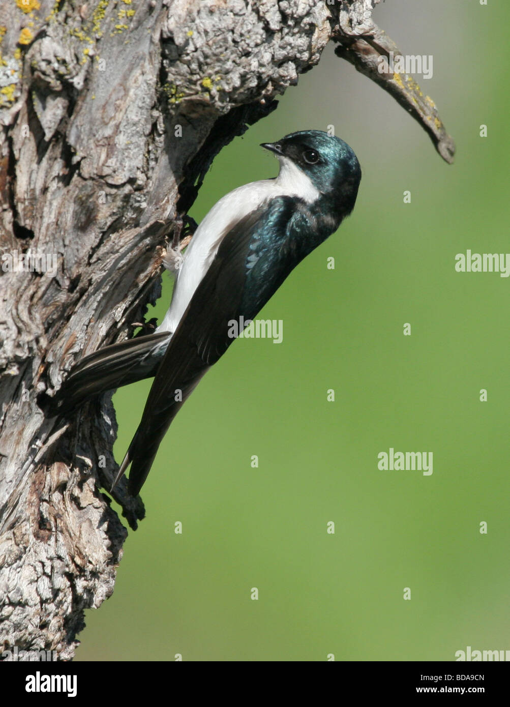 Swallow bird on a tree Stock Photo