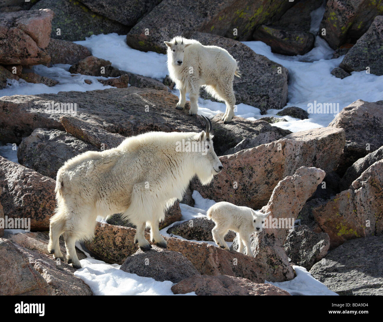 Trio of mountain goats standing on rocks Stock Photo