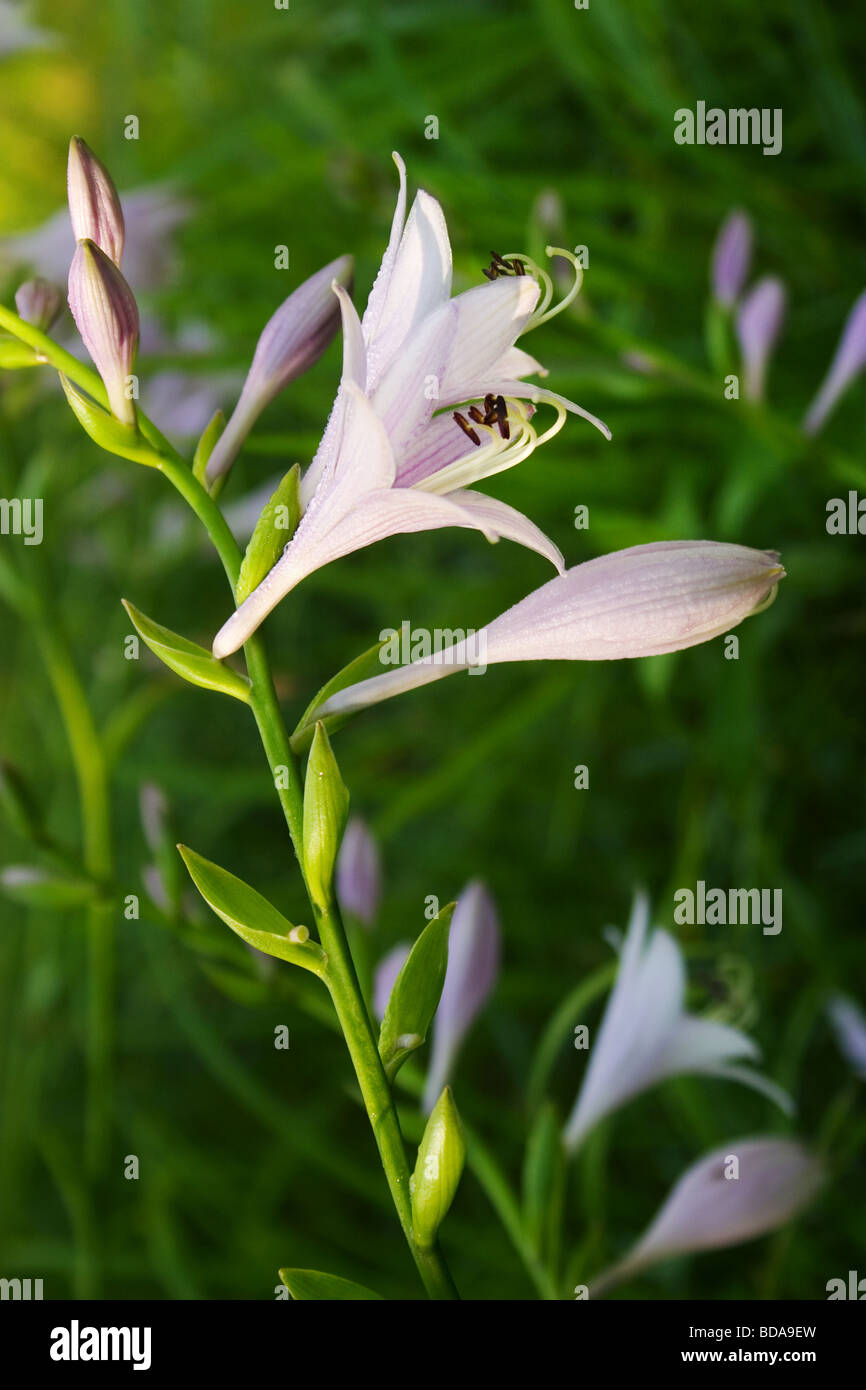 Blooms on a common hosta plant.  Hostas are widely-cultivated perennial shade plants. Stock Photo