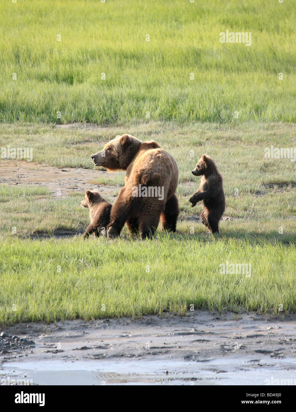Mother growling with cub hi-res stock photography and images - Alamy