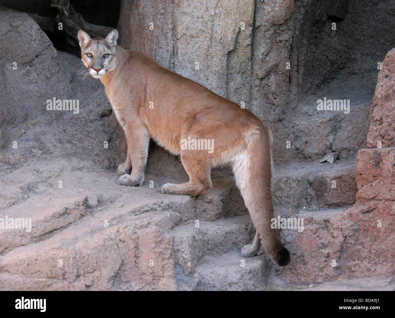 Mountain lion standing on a rock hi-res stock photography and images ...
