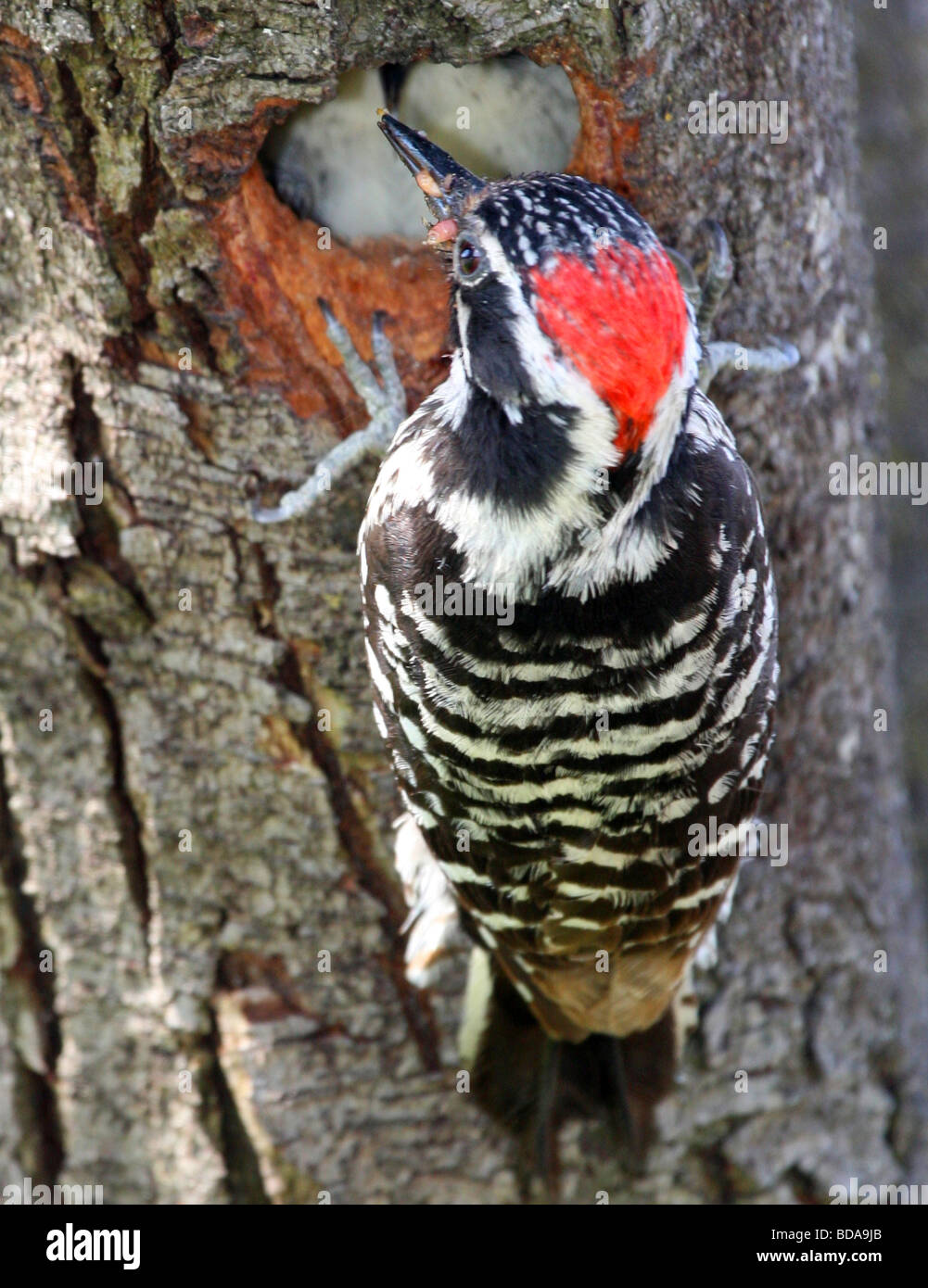 A male Nuttal's woodpecker Stock Photo