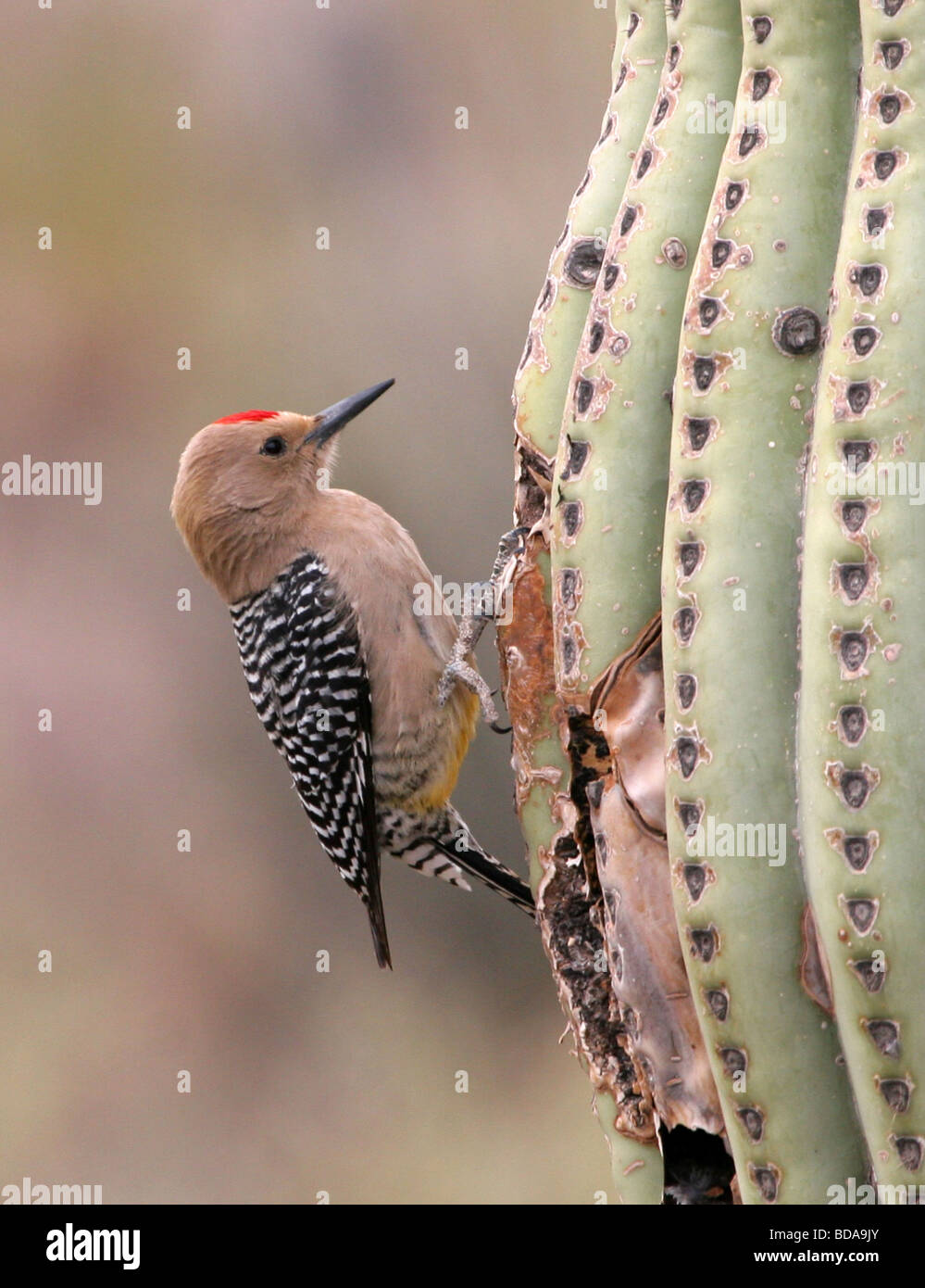 Red Headed Woodpecker on  a cactus Stock Photo