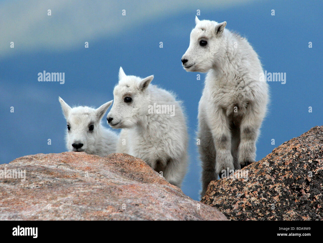 Trio of Billy Goat kids Stock Photo Alamy