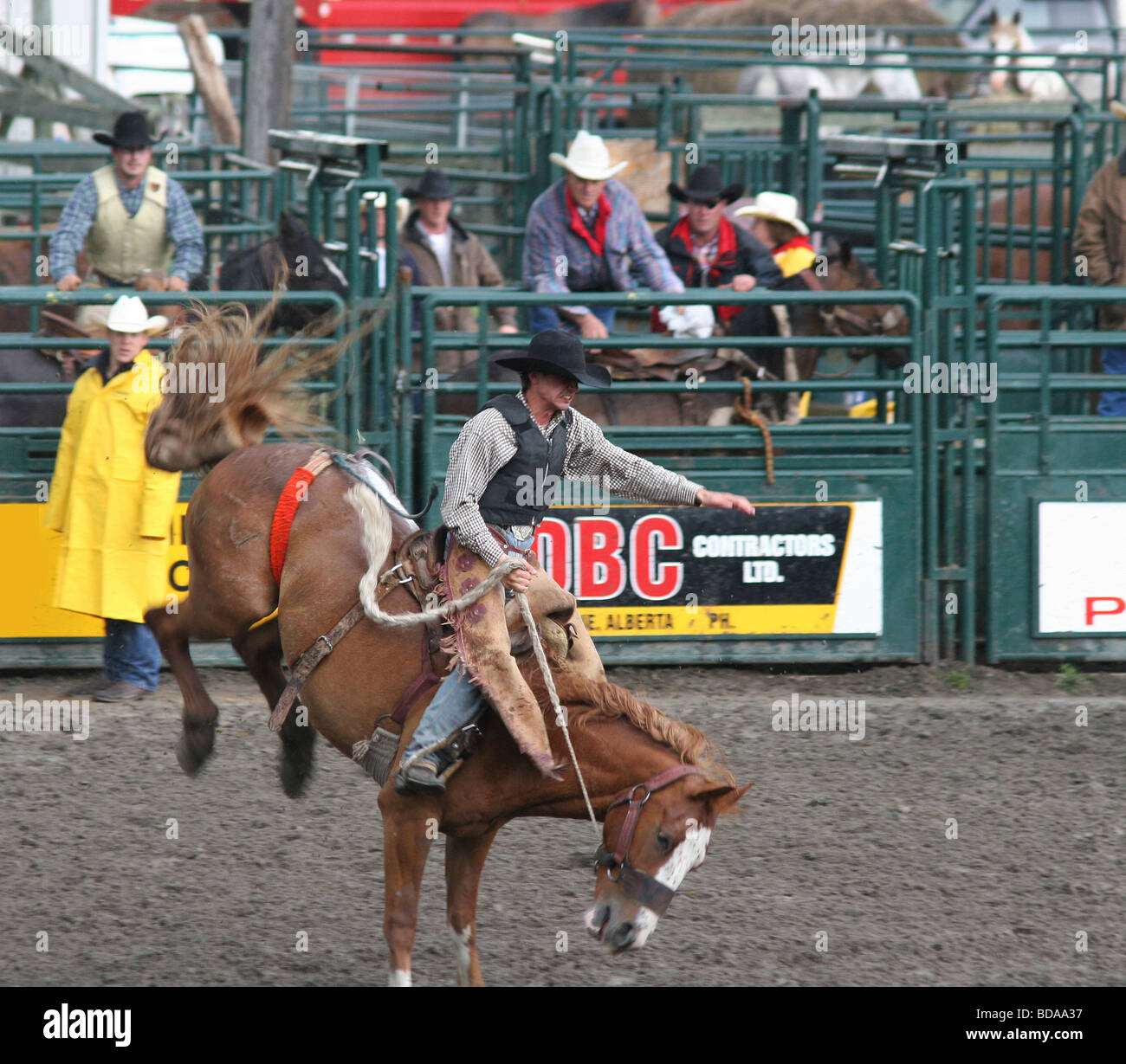 Cowboy on the Saddle Bronc at a Small Town Rodeo Stock Photo