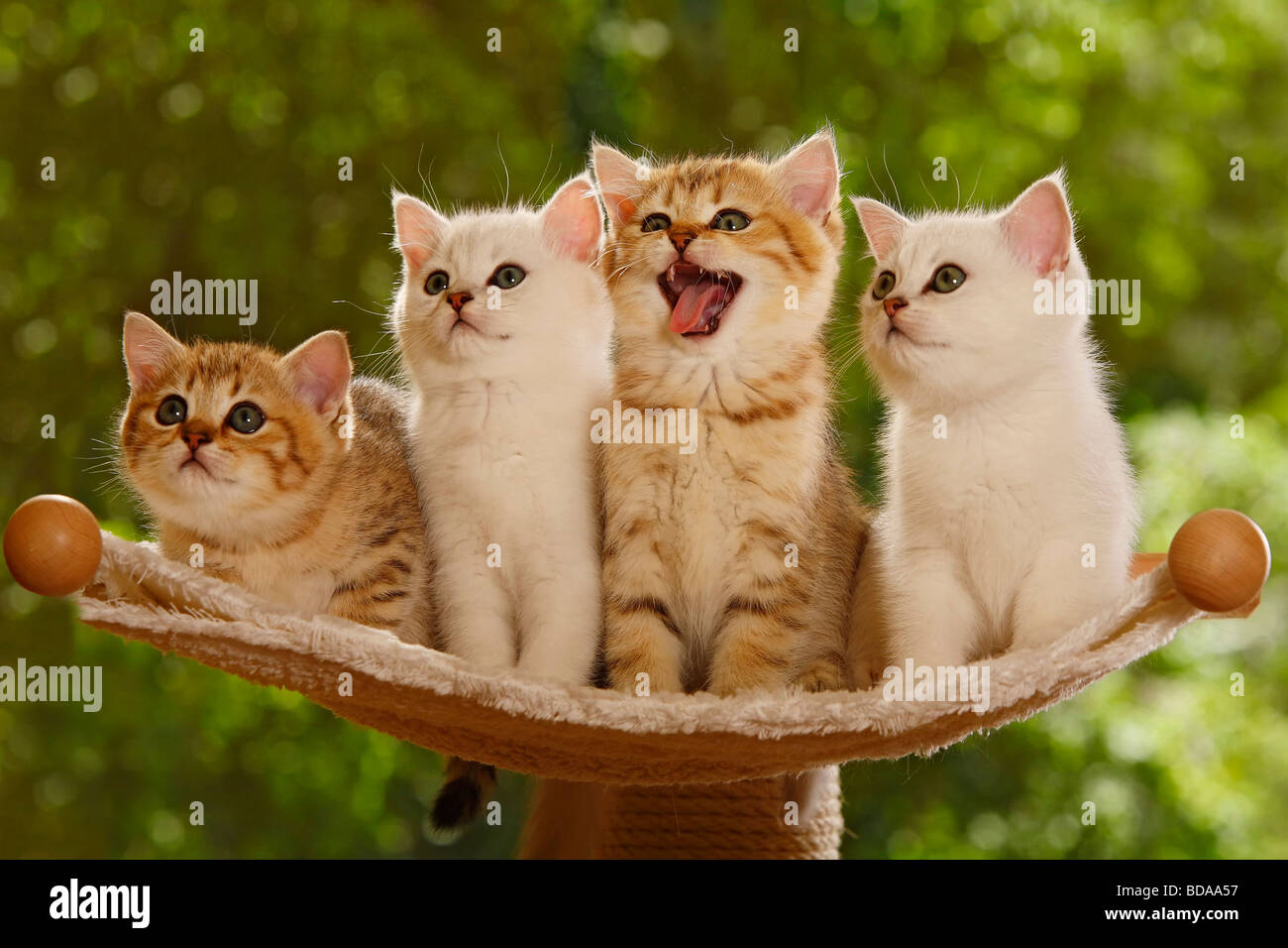 British Shorthair Cat Kittens Silver Shaded And Golden Mackerel
