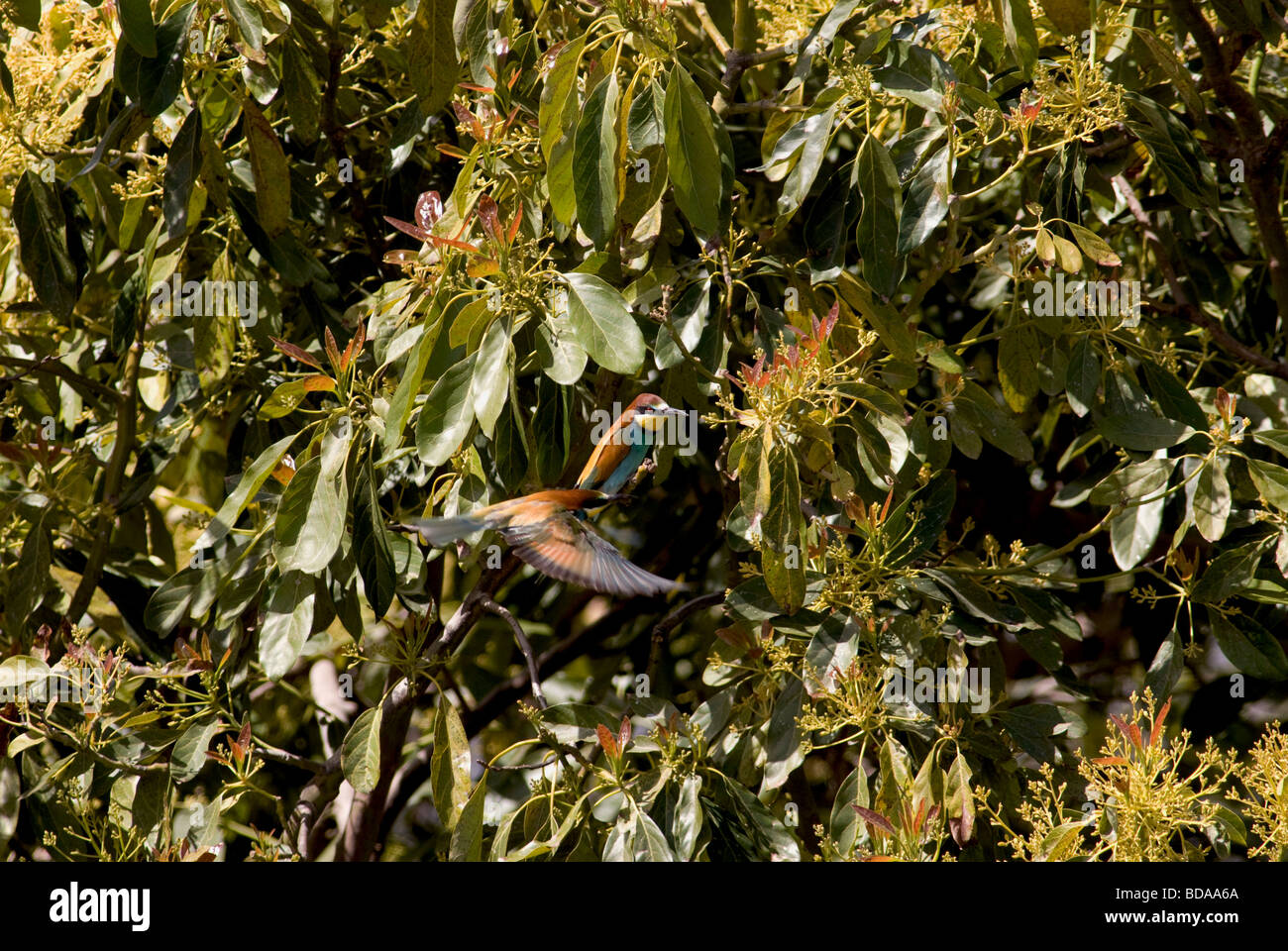 Bee Eaters in branches of Avocado tree Stock Photo Alamy