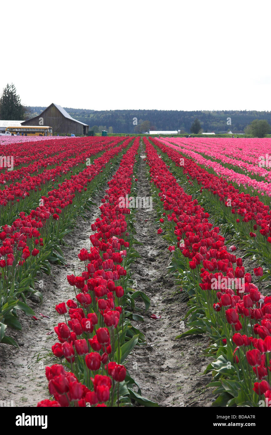 Rows of pink and red tulip fields in bloom Skagit Valley Washington