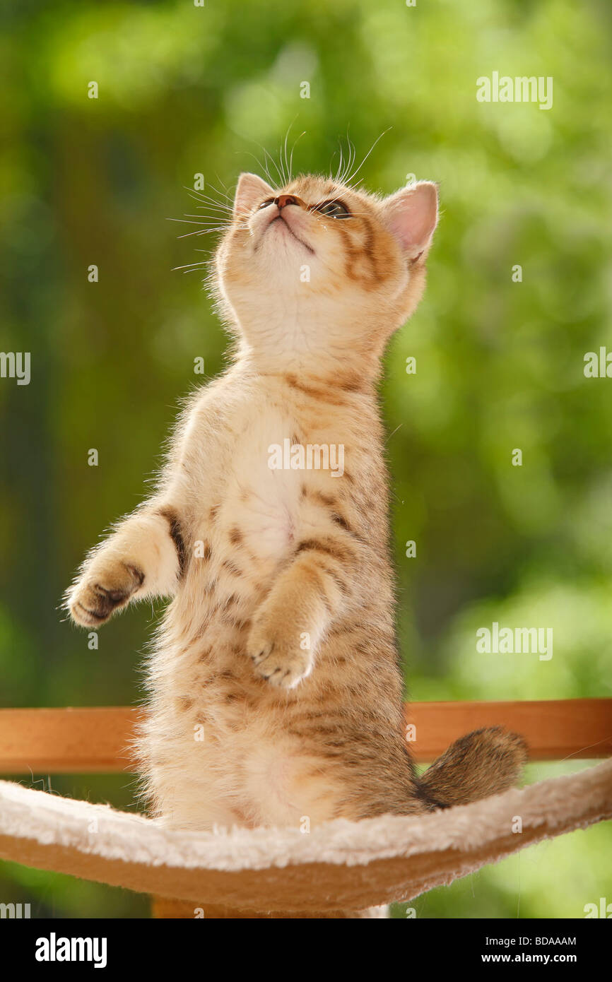 British Shorthair Cat kitten golden mackerel tabby Stock Photo Alamy