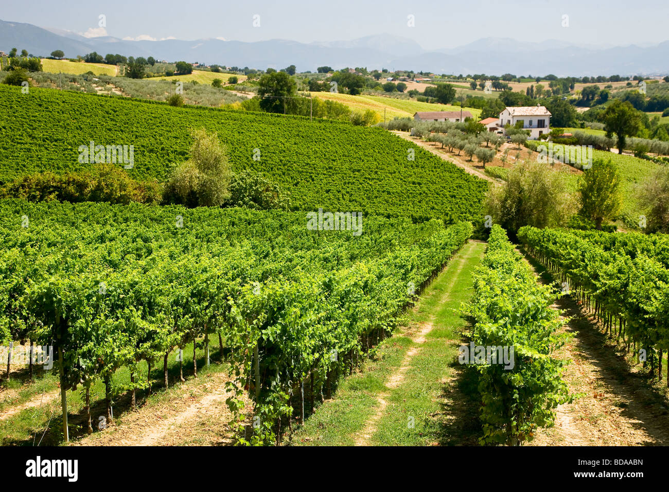 Vineyards in Umbria Italy Stock Photo Alamy