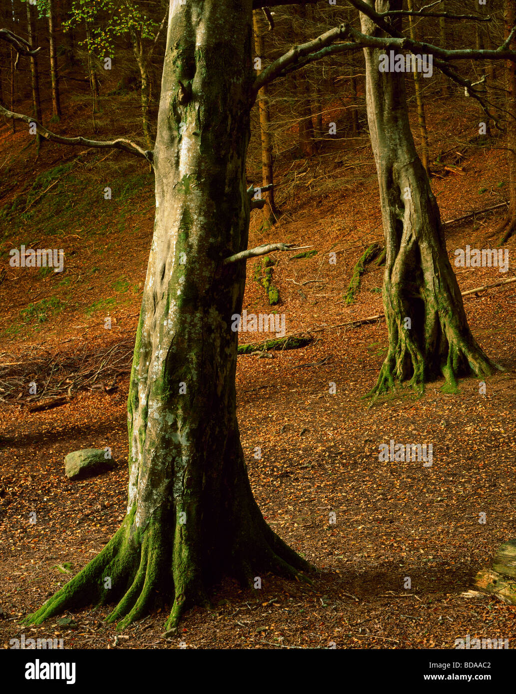 Mature Beech tree trunks and a carpet of fallen leaves, Beinn Lora, Benderloch, Argyll, Scotland, UK Stock Photo