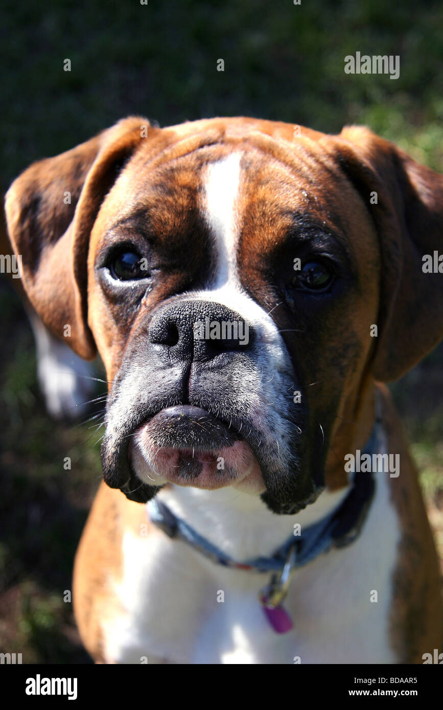 Closeup of juvenile male Boxer dog, what a cute face Stock Photo ...