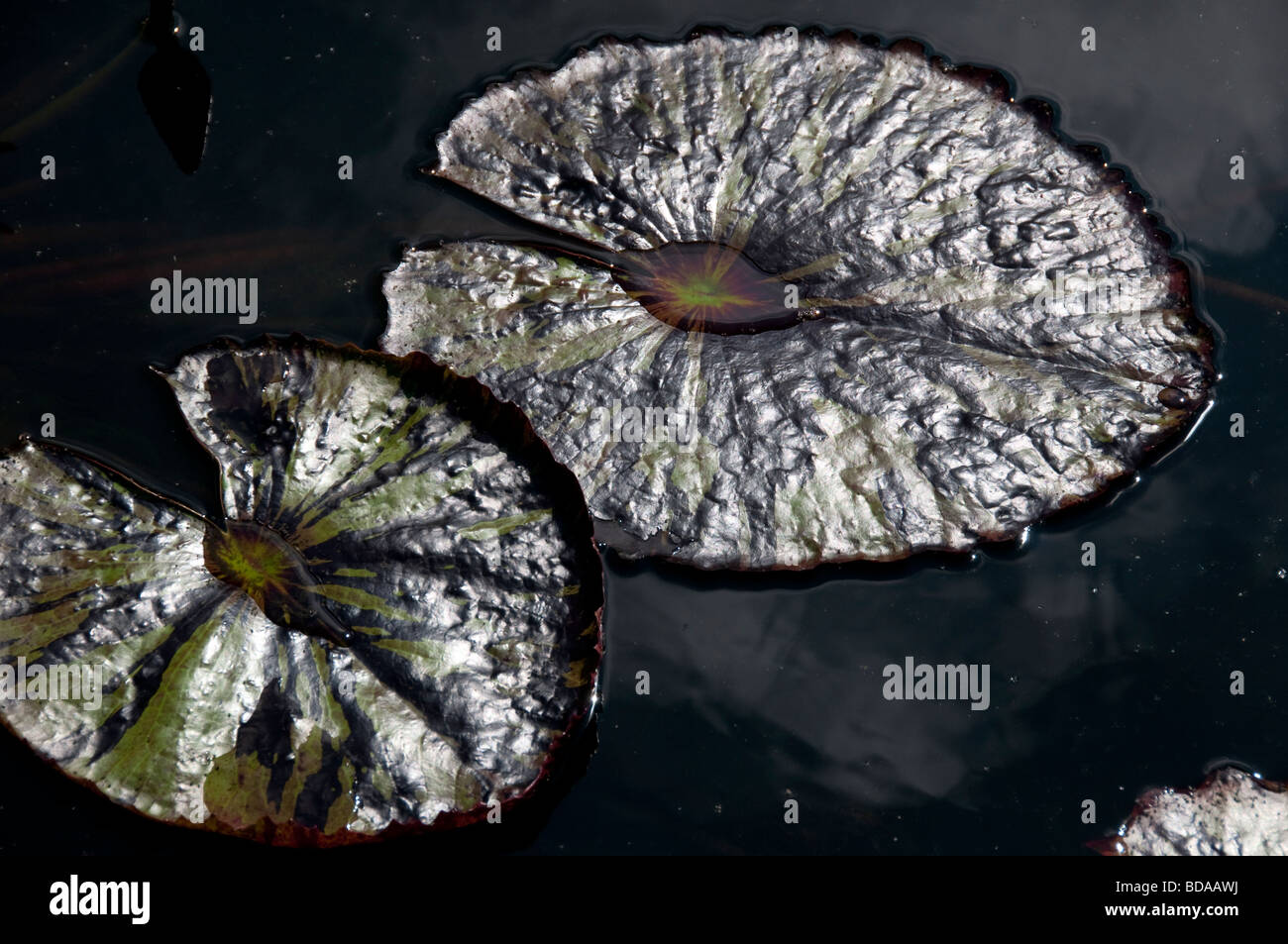 Lily pad. Stock Photo