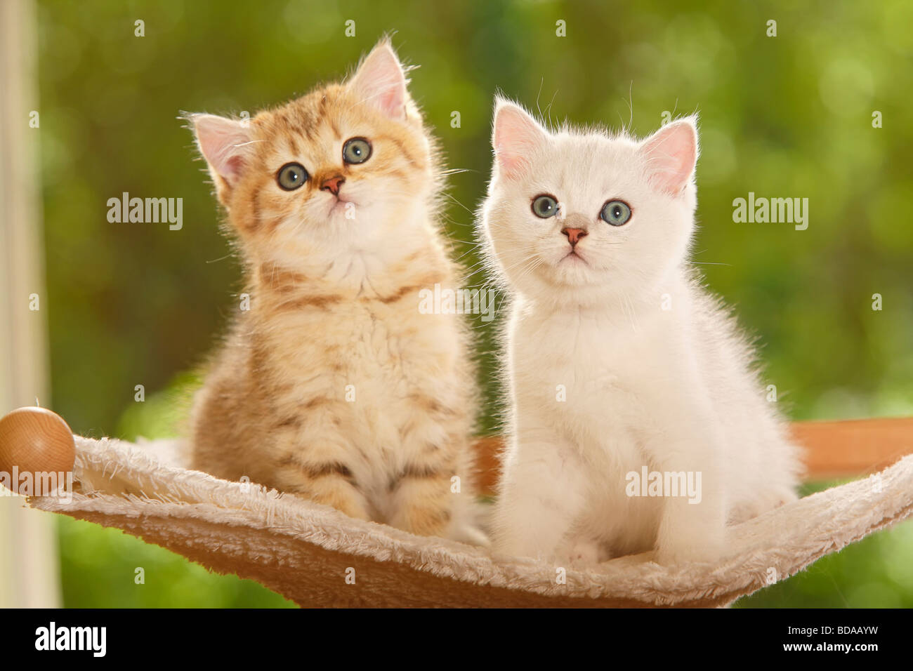 British Shorthair Cat kittens silver shaded and golden mackerel tabby