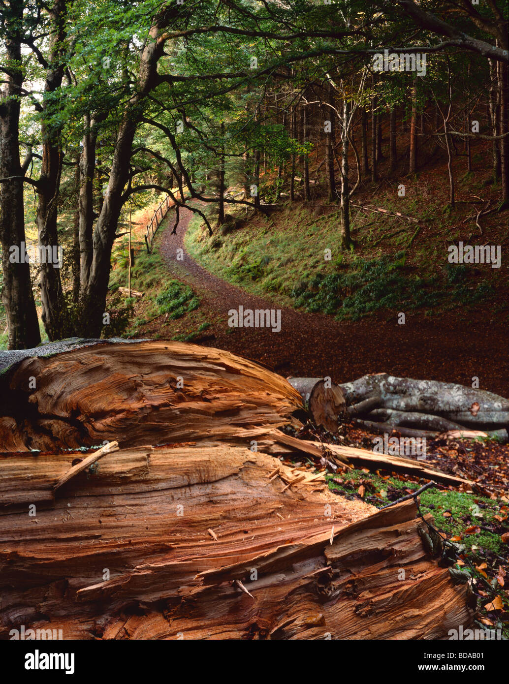Recently fallen Beech tree on Beinn Lora, Benderloch, Argyll, Scotland, UK. Stock Photo