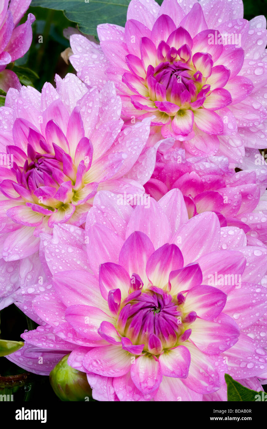 Dahlias variety Bitsy Swan Island Dahlia Farm Oregon Swan Island Dahlia