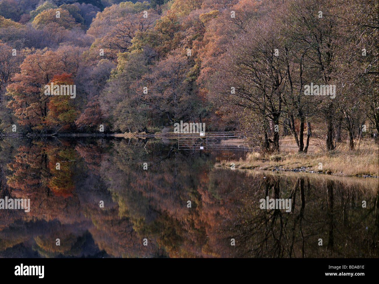 Autumn colour reflected in the water of Loch Avich, Kilchrenan, Argyll, Scotland, UK. Stock Photo
