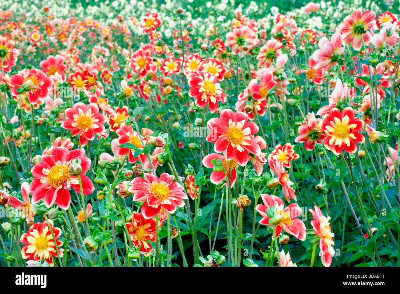 Dahlias variety Pooh Swan Island Dahlia Farm Oregon Stock Photo