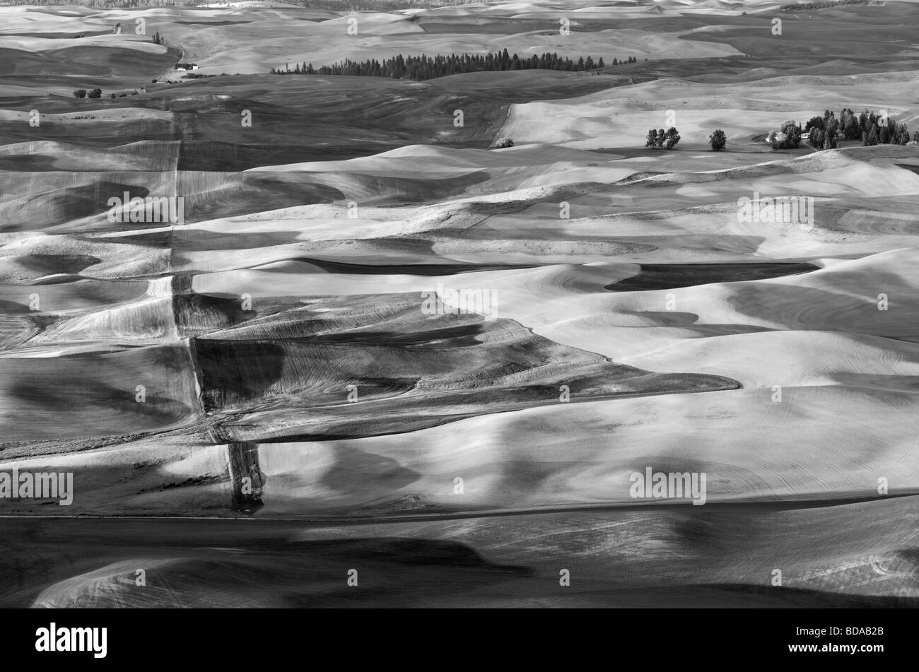 New spring wheat growth The Palouse near Colfax Washington Stock Photo