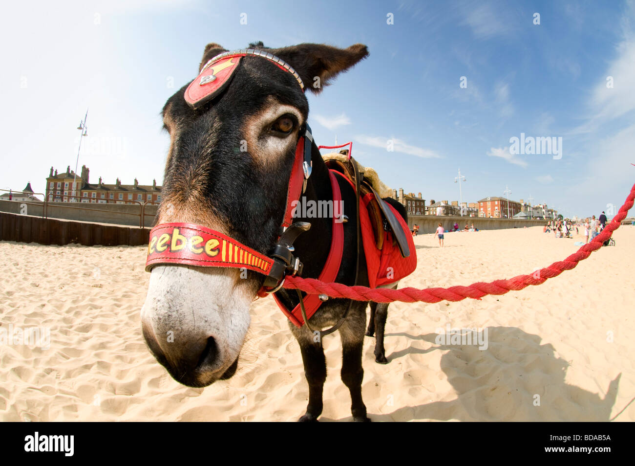 Donkey Rides Lowestoft Beach, Suffolk UK Stock Photo - Alamy