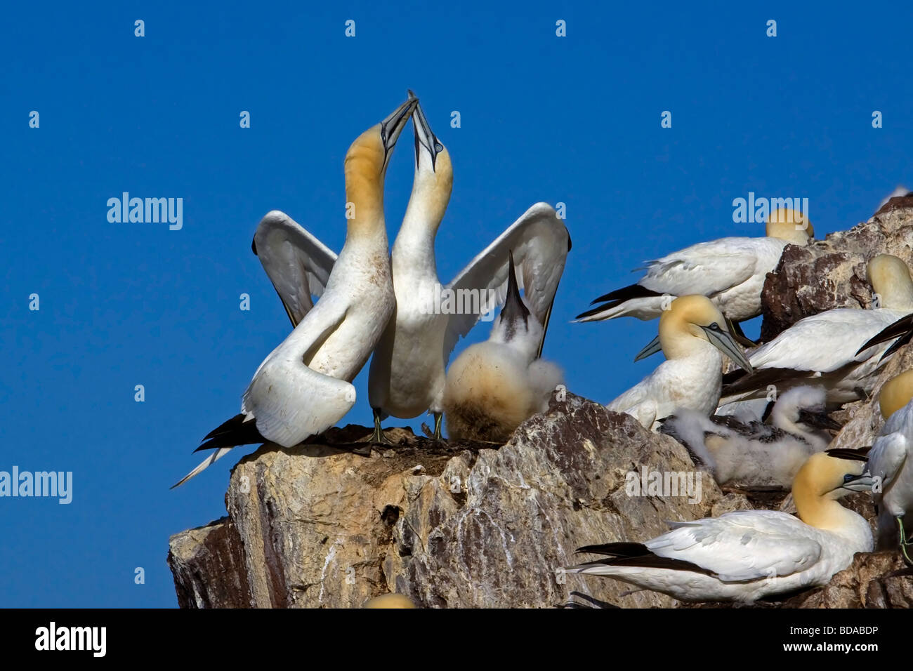 Gannet greeting nesting family chick Bass Rock Morus bassanus Stock Photo