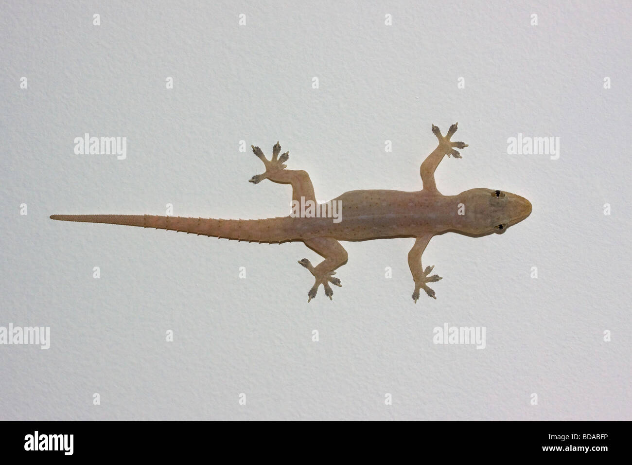 Asian House Gecko Hemidactylus frenatus Queensland Stock Photo