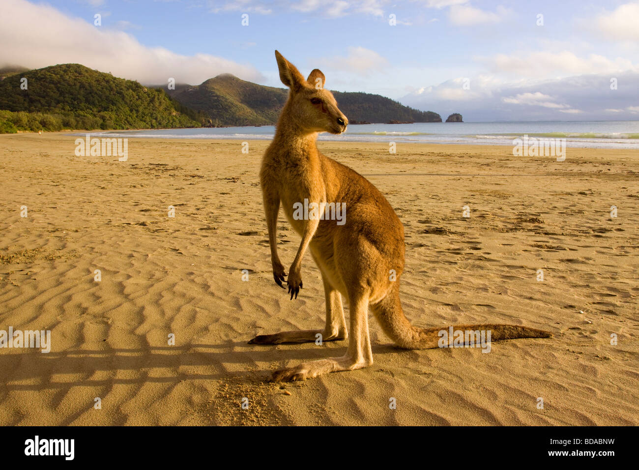Red Kangaroo Macropus rufus on beach Stock Photo