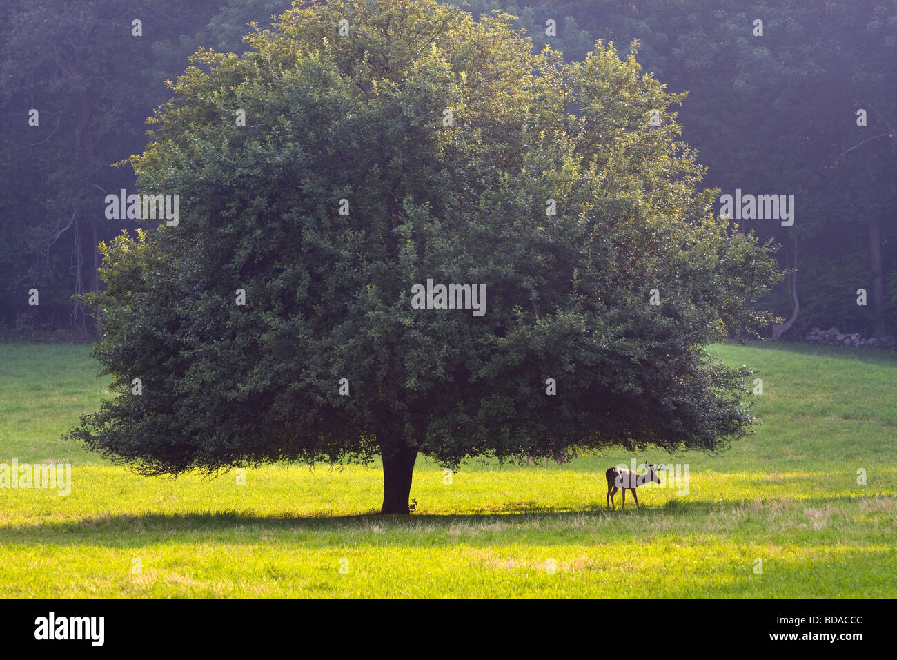 A young Stag under a tree in Orange Connecticut USA Stock Photo