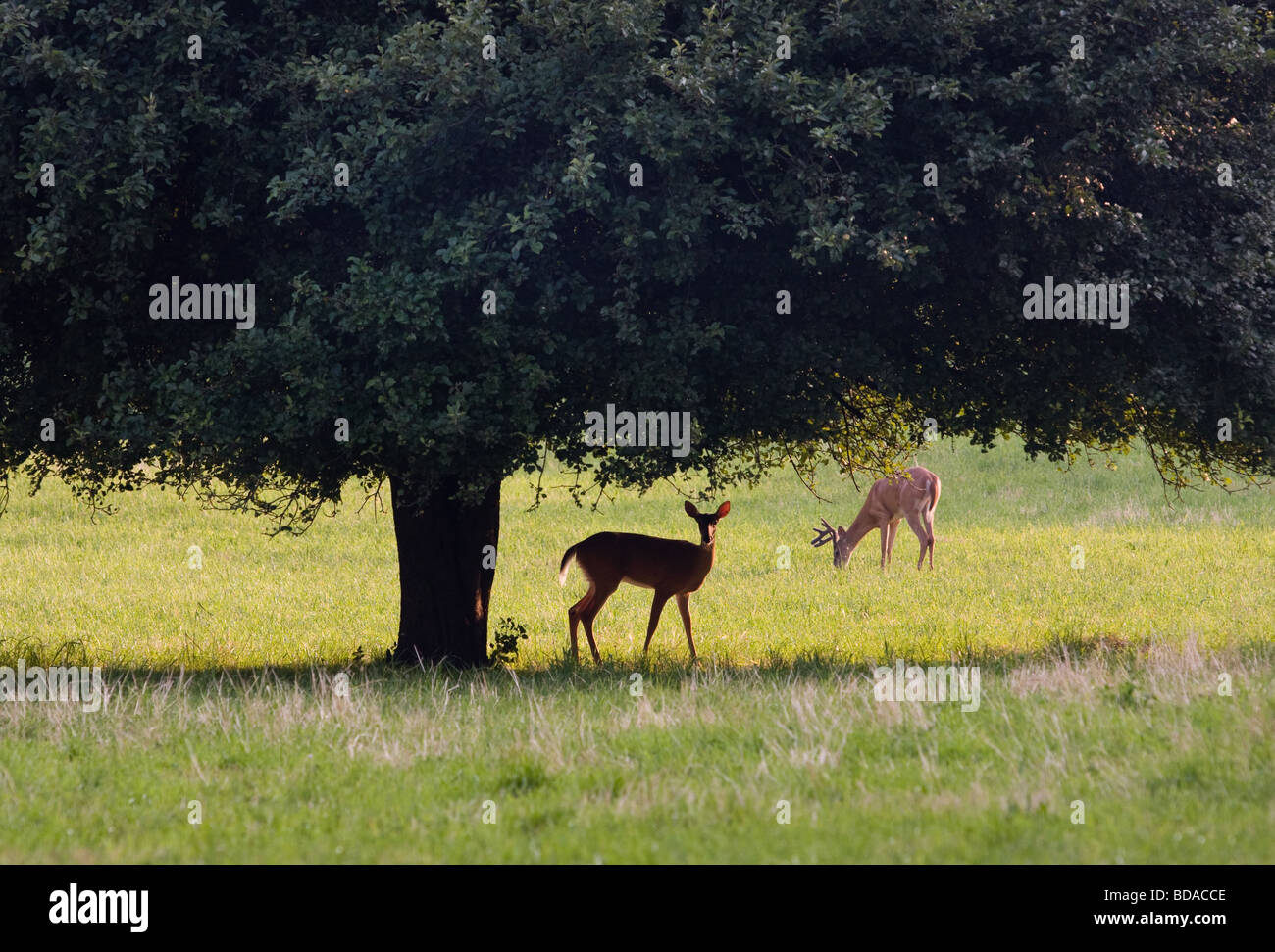 A young Stag and a deer graze under a tree in Connecticut USA Stock Photo
