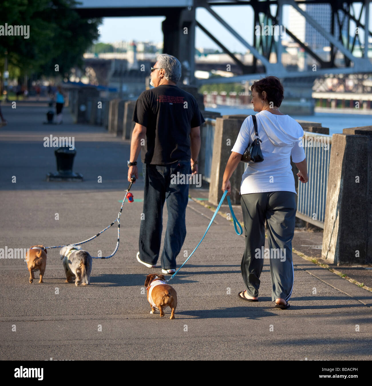 Walking dogs along Willamette River Portland Oregon USA Stock Photo Alamy