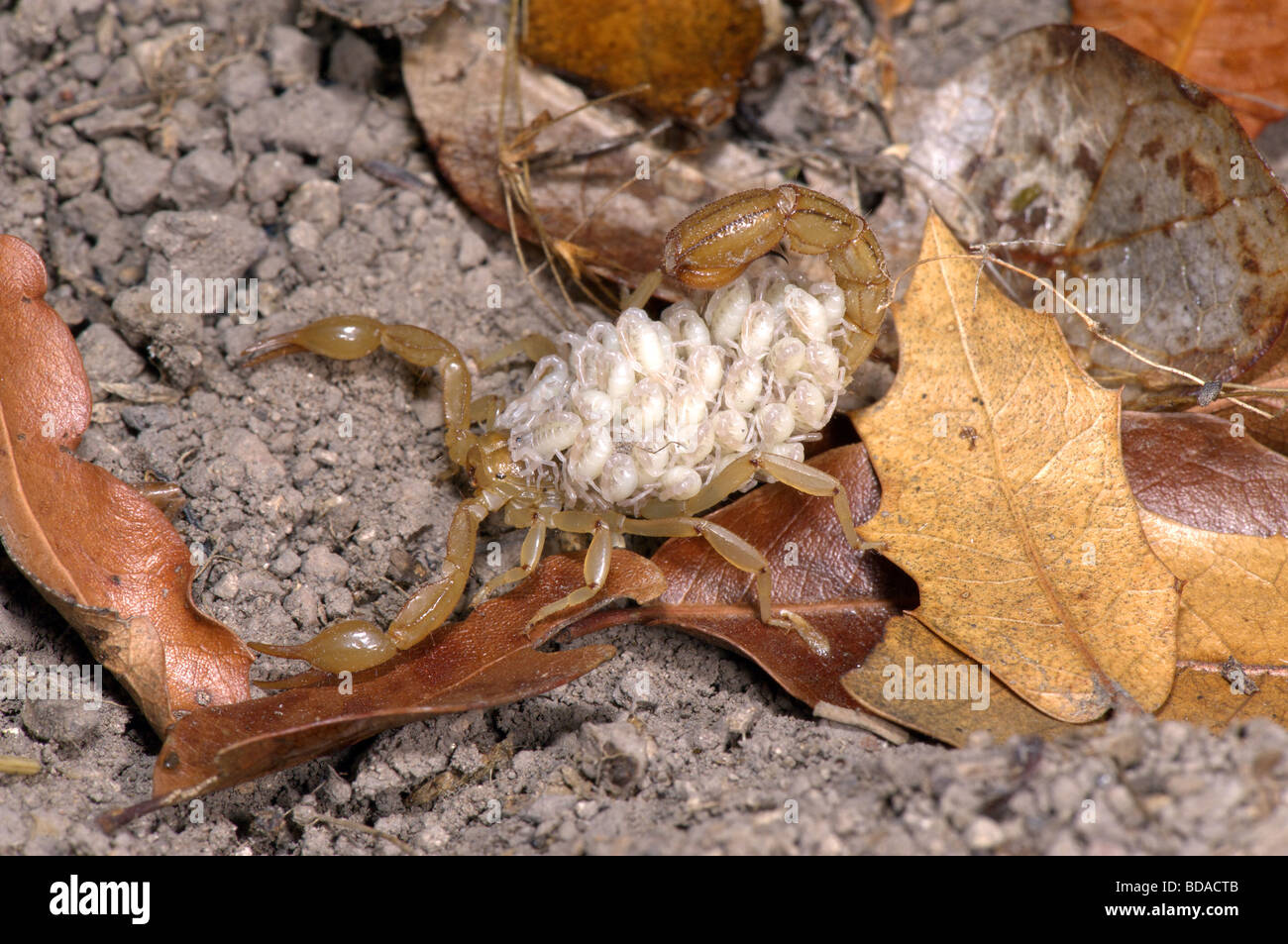Stripe-tailed Scorpion Stock Photo