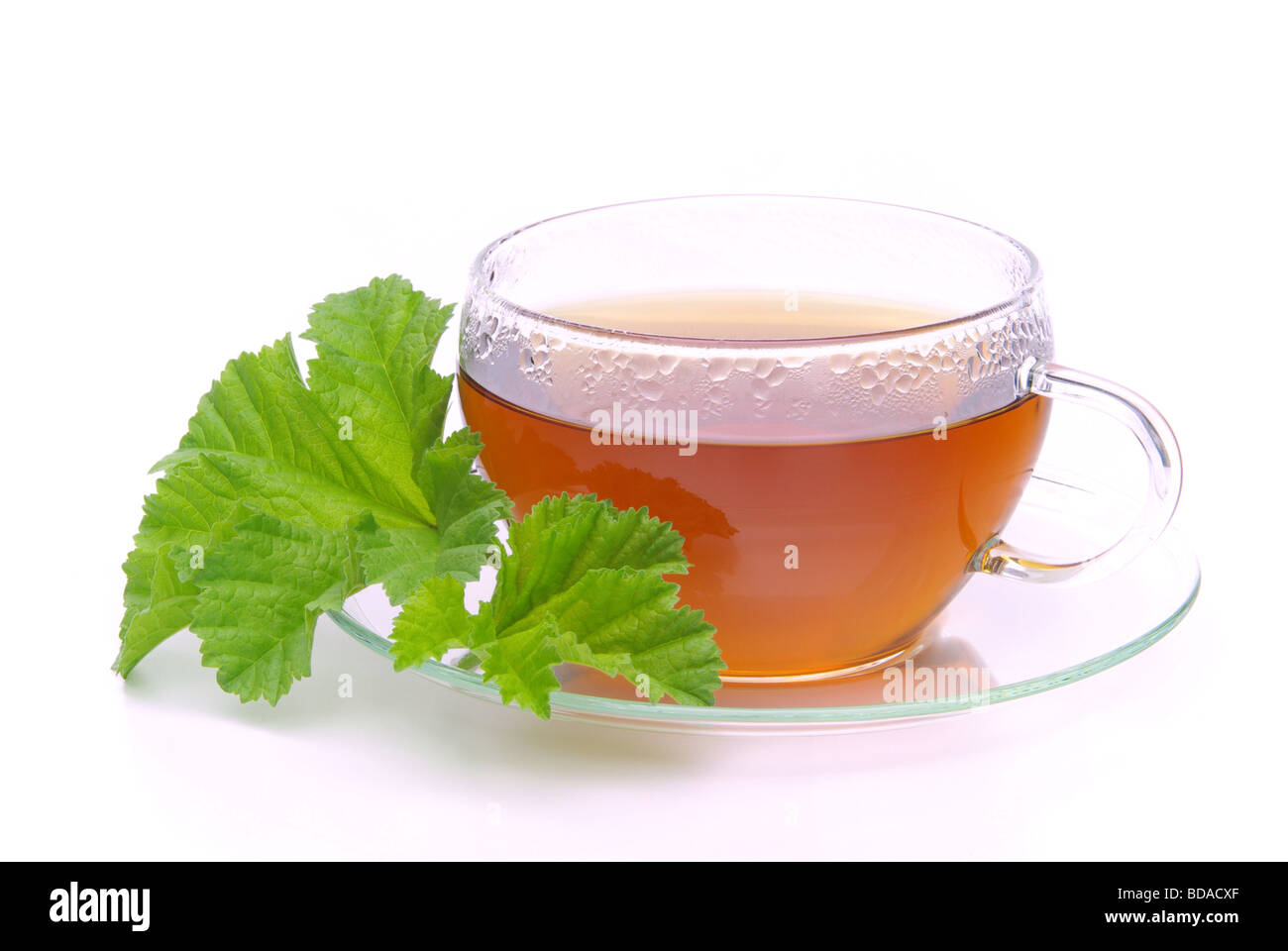 Tee Malve tea malva 02 Stock Photo Alamy