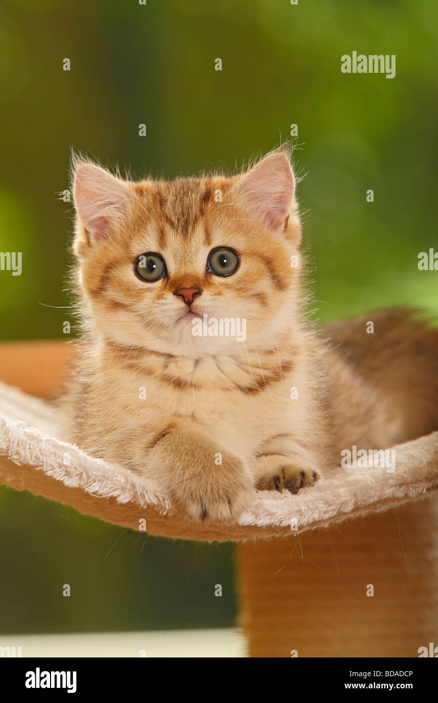 British Shorthair Cat Kitten Golden Mackerel Tabby Stock Photo