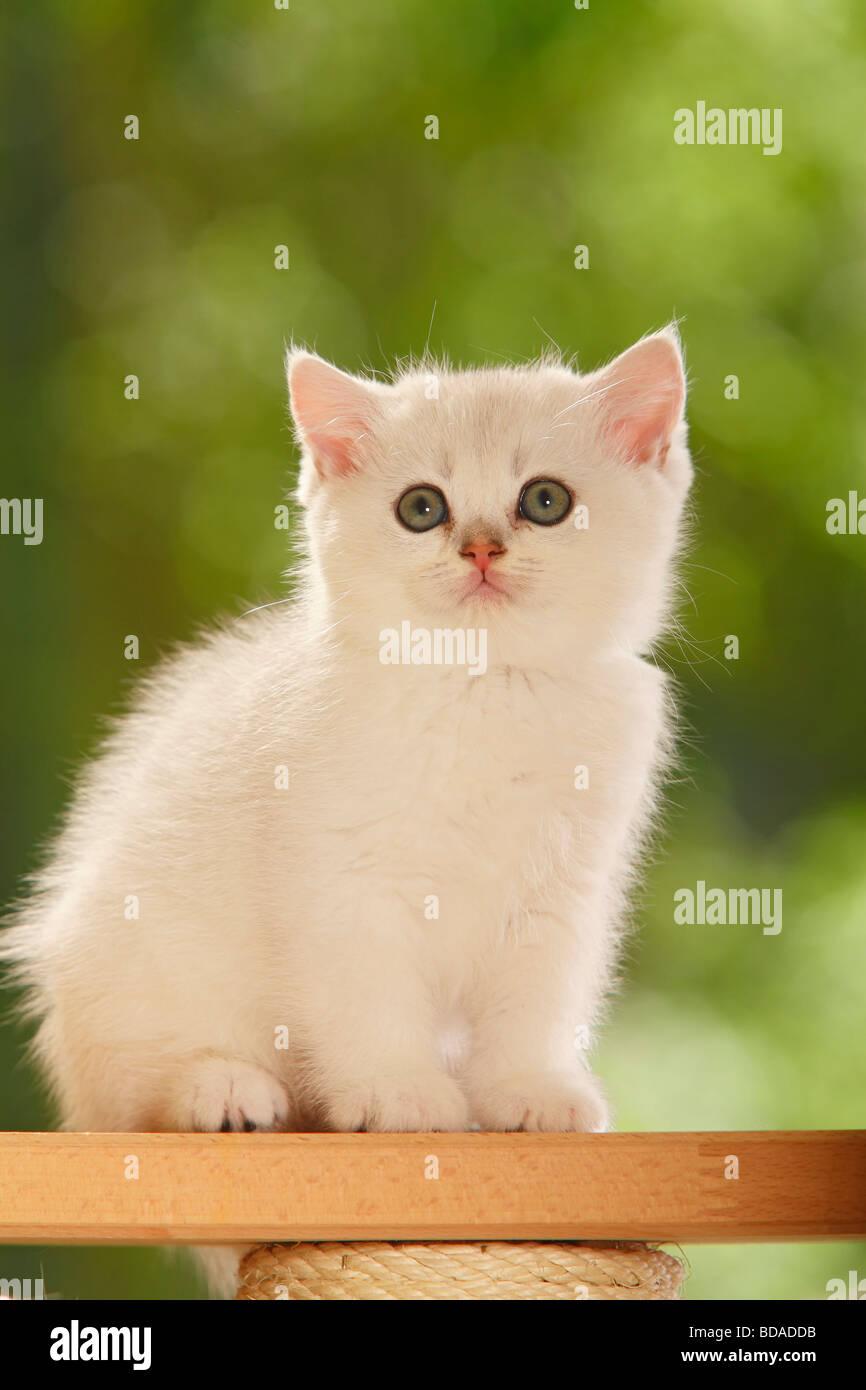 British Shorthair Cat kitten silver shaded Stock Photo