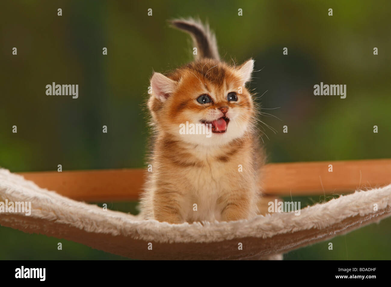 British Shorthair Cat Kitten Golden Stock Photos British