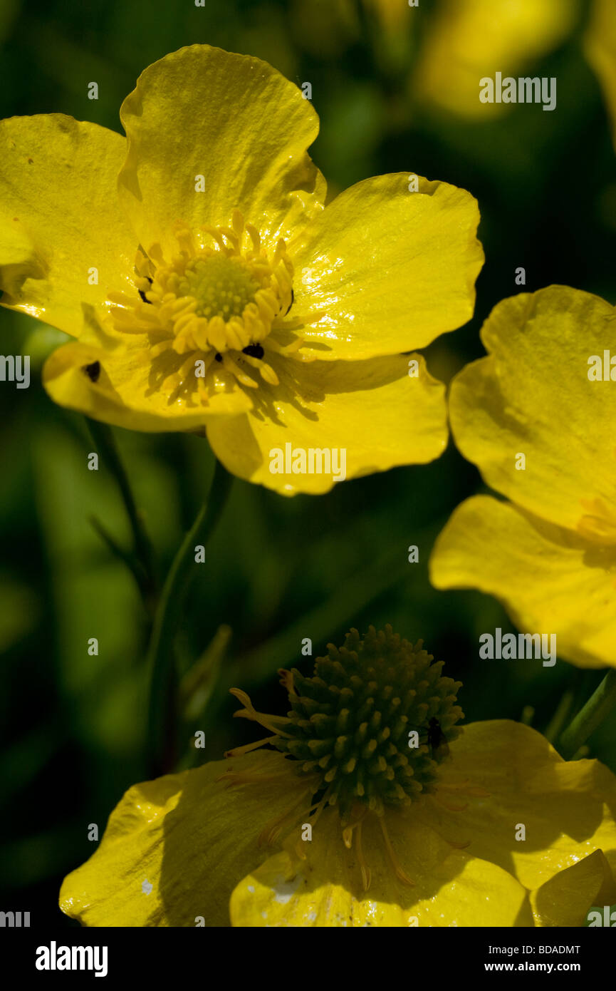 buttercup flower head close up Stock Photo Alamy