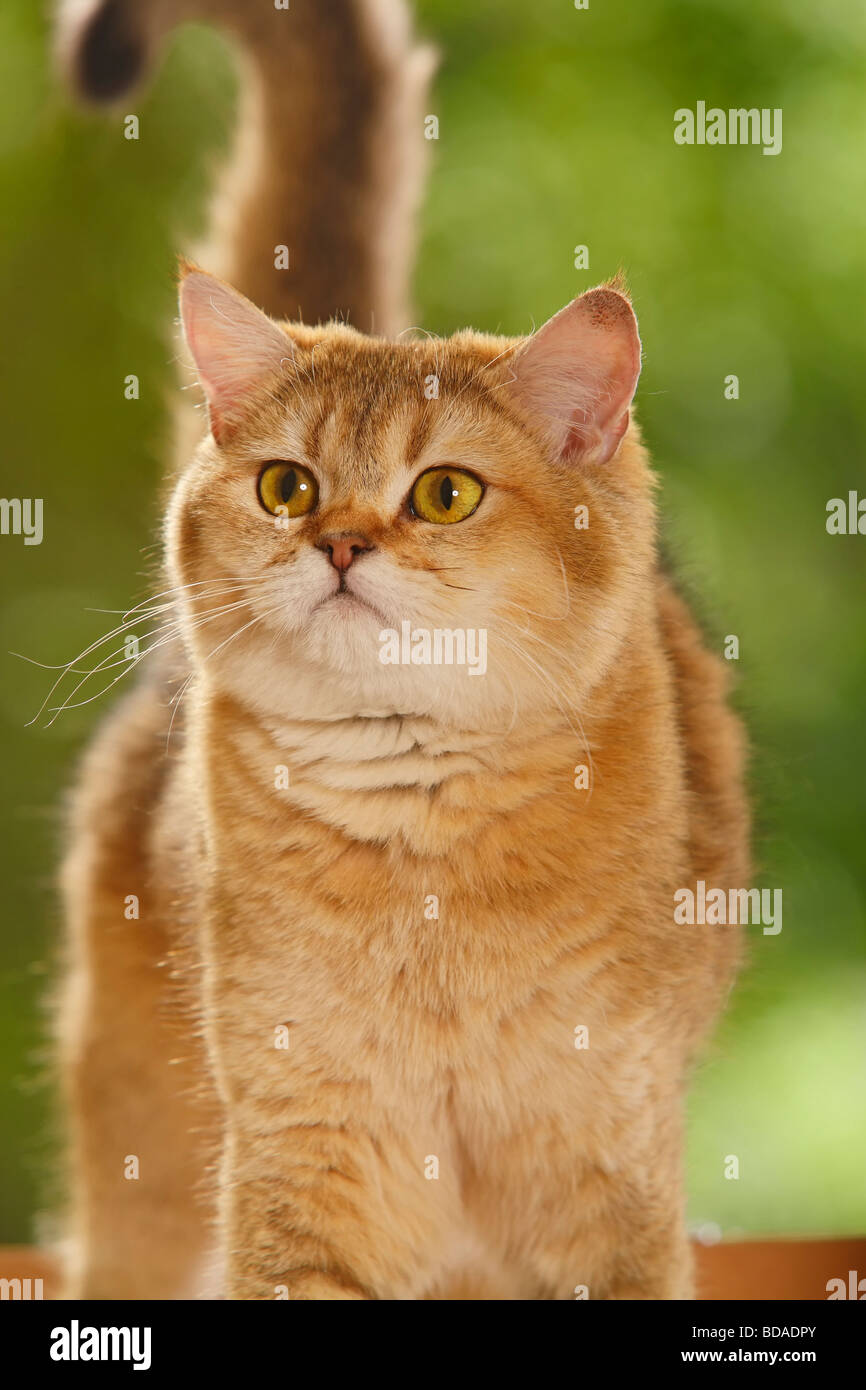 British Shorthair Cat golden ticked tabby Stock Photo Alamy