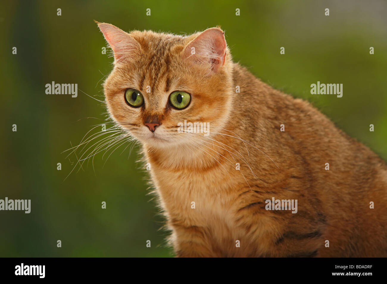 British Shorthair Cat golden mackerel tabby Stock Photo